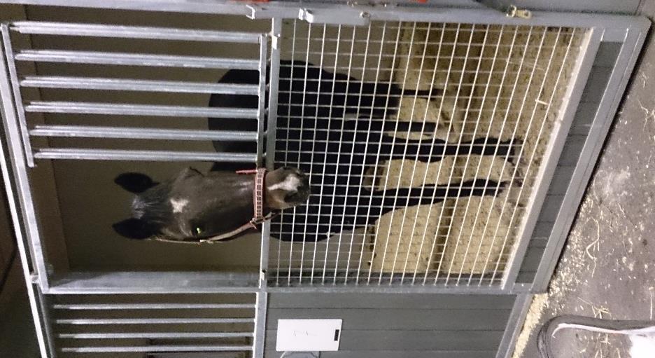 Fakulteten för veterinärmedicin och husdjursvetenskap Institutionen för biomedicin och veterinär folkhälsovetenskap Smärtbedömning vid intramuskulär