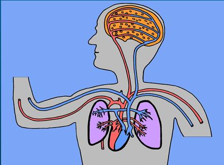 Cerebral perfusion Cerebral blodvolym CBV [ml/100g] Cerebralt blodflöde CBF [ml/min/100g] Medelpassagetid (mean transit time) MTT [s] Intravaskulärt spårämne: Dynamic