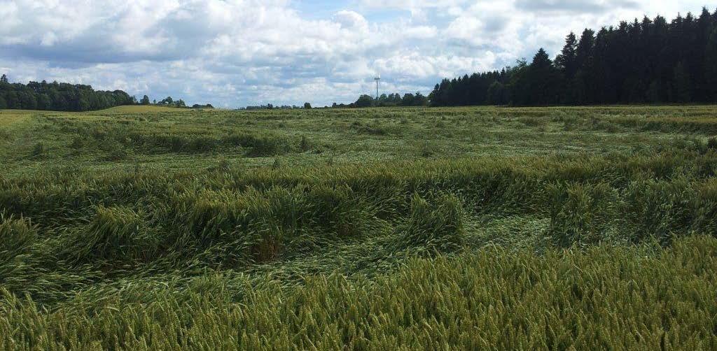 Miljöteknik i ny kostym Grödoinformation från varje enskild del av fältet Mätning av grödans färg; avslöjar näringsbrister, angrepp av sjukdomar och insekter Mätning av grödans biomassa; ger