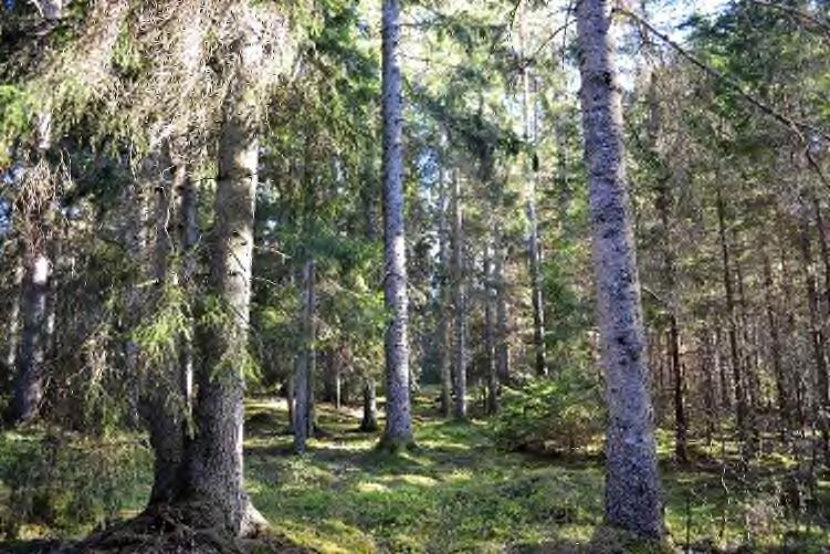 Besiktning Fastigheten förvärvas i det skick den faktiskt befinner sig i på kontraktsdagen och köparen måste därför göra en grundlig undersökning av fastigheten.