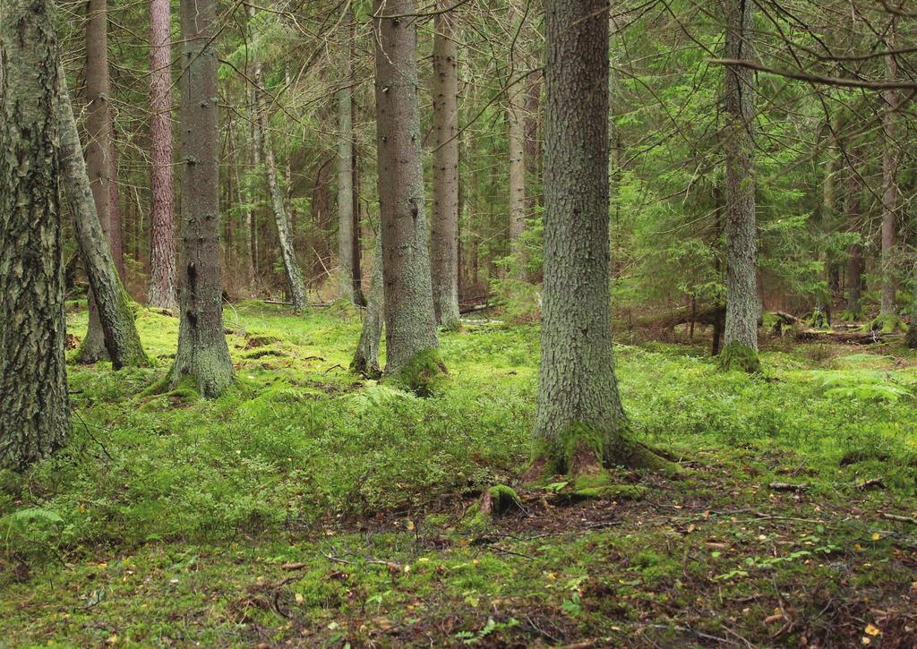 ENETJÄRN NATUR 2018 SKOGSPOLICY FÖR SÖDERTÄLJE