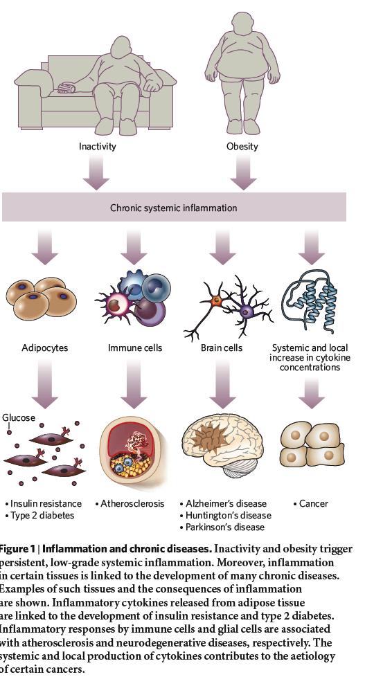 Många olika mekanismer bidrar - inflammation - flöde i blodkärl - hormoner & tillväxtfaktorer - genaktivitet -