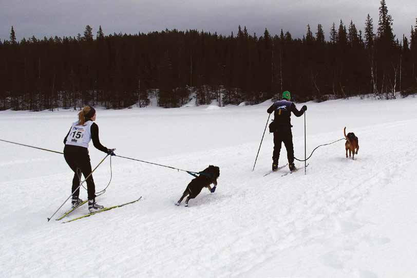 Älven sträcker sig nästan 50 mil från sina källor uppe vid norska gränsen ner till Vännäs by där den rinner ihop med Ume älv.
