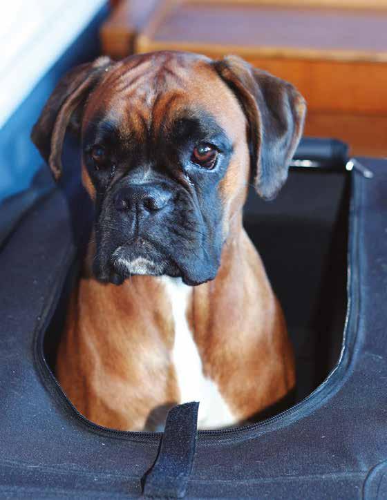 Emil som kör med Susannes boxer Dundra har en hund som bara vill dra åt andra hållet - tillbaks till bilen och matte. Lovisa är så arg att hon gråter i spåret dragandes på sin boxer Mille.