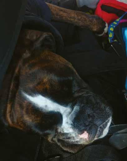 hund. Flera andra går det också bra för och alla tar vi oss i mål på våra sträckor. Humöret är på topp och historierna om vad vi alla upplevt upprepas om och om igen.