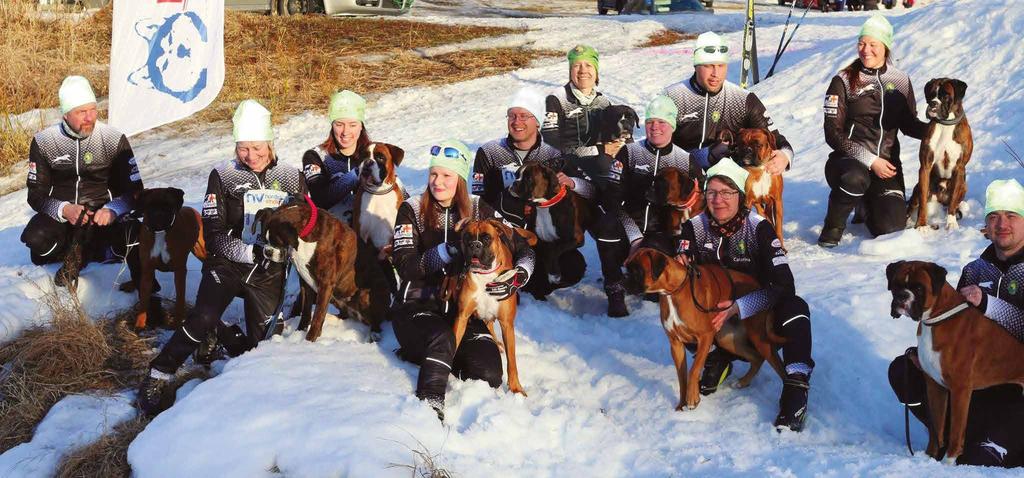 TEAM SVENSKA BOXERKLUBBEN EFTER MÅLGÅNG I HÄLLNÄS. backen under hela vindelälvsdraget. Mille travar med spänd lina uppför hela backen och Lovisa ligger bakom i ettans växel.