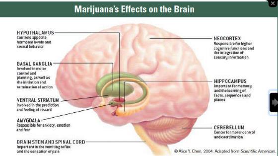 Belöning, Ångest, Motivation, Impulskontroll Cannabis påverkar områden i hjärnan viktiga för