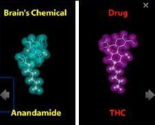 Cannabisruset Hjärnan påverkas inhalation tetrahydrocannabinol (THC) binder till cannabisreceptorer THC konkurrerar om att binda till receptorerna med kroppseget cannabis (endocannabinoider) THC