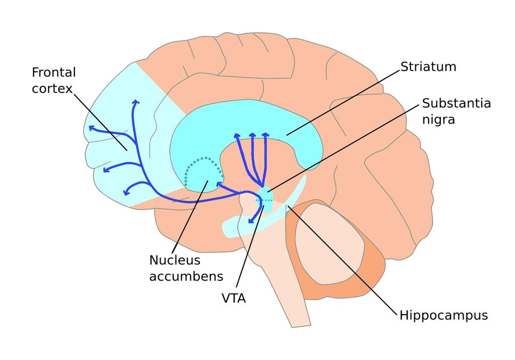 Hjärnans