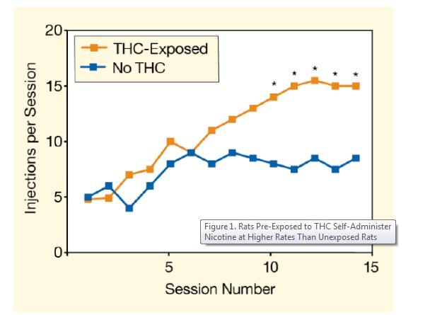 Hypotes: THC gör hjärnan mer känslig för nikotin Råttor som förbehandlats med THC konsumerar mer nikotin Panlilio, L.V.; Zanettini, C.; Barnes, C.; Solinas, M.