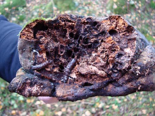 Ingen systematisk inventering av insektslivet är genomförd men det verkar typiskt för gamla barrskogar. På senvuxna nydöda granar finns gnagspår av bronshjon, Callidium coreaceum (RR).