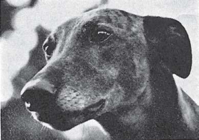 ben Stockholms Greyhound Club liksom Birger Frölinger, Jan Halldoff m fl.