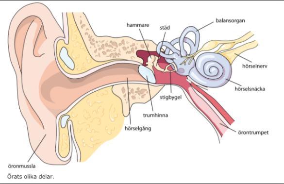 Örats inre Öronmusslan Hörselgången Trumhinnan