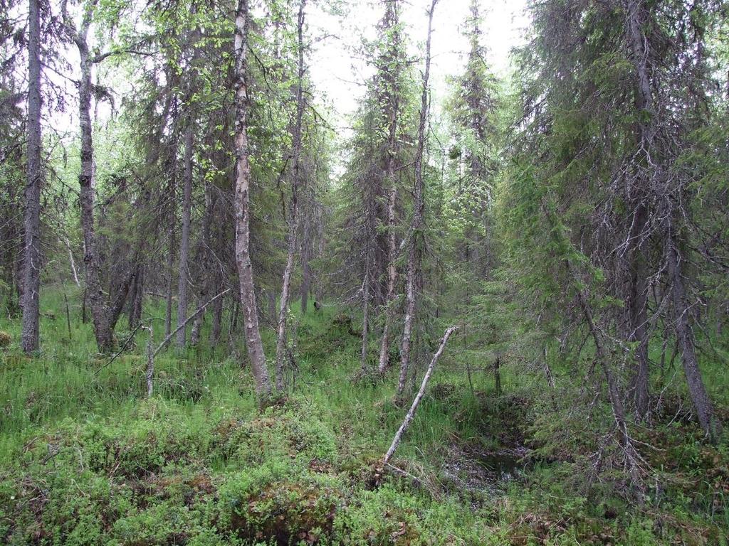 4 (11) av modernt skogsbruk. Det är i första hand i dessa bestånd som aktiv naturvårdsskötsel kan komma att bli aktuellt.
