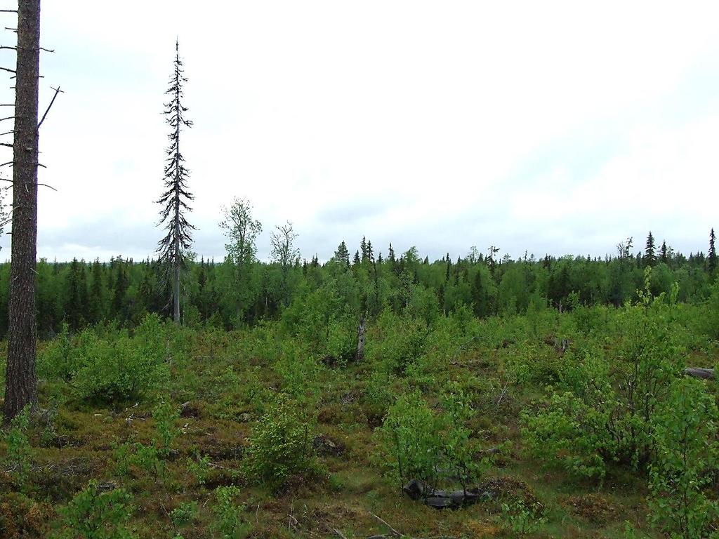 6 (11) Foto 2. Lövrikt hygge med stort björk- och aspuppslag som föreslås för stängsling. Bilden är tagen år 2008.