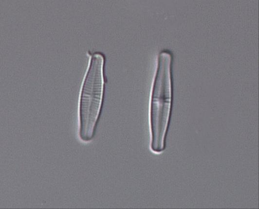 acidobiont huvudsakligen förekommande vid ph < 5,5 acidofil huvudsakligen förekommande vid ph < 7 circumneutral huvudsakligen förekommande vid ph-värden omkring 7 alkalifil huvudsakligen förekommande