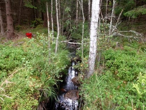 6. Bäck från Köljesjön, Holm Län: 4 Västra Götaland Beskuggning: >50 % Kommun: - Vattennivå: låg Koordinater: 636590/339950 Vattenhastighet: strömt Provtagningsmetodik: SS-EN 3946 Grumlighet: klart