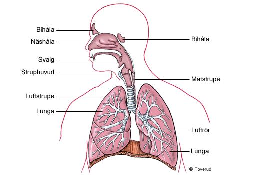 Astma Obstruktiva besvär 15-20 % hos 1-2 åringarna 5-7% 7åldern 8-10% tonåren 80 % sensibiliserade i