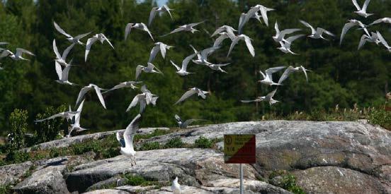 Tallarna står ofta glest med god solinstrålning, något som uppskattas av många insekter. Naturliga bränder höll förr i tiden tallskogarna naturligt glesa.