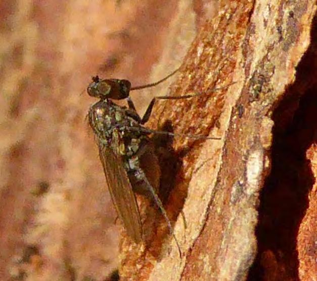 Larvens längd är upp till ca 4 mm, den vuxna flugan är 2-3 mm.