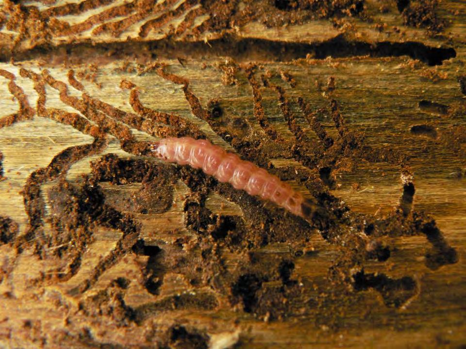 Myrbaggen Ett viktigt rovdjur på alla slags barkborrar.