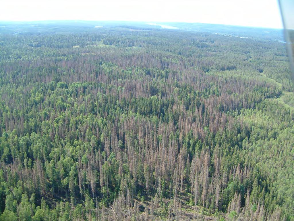 Effekter i landskapet, Kråketorp Kråketorps naturreservat Stormskador efter Gudrun och Per, vindfällen