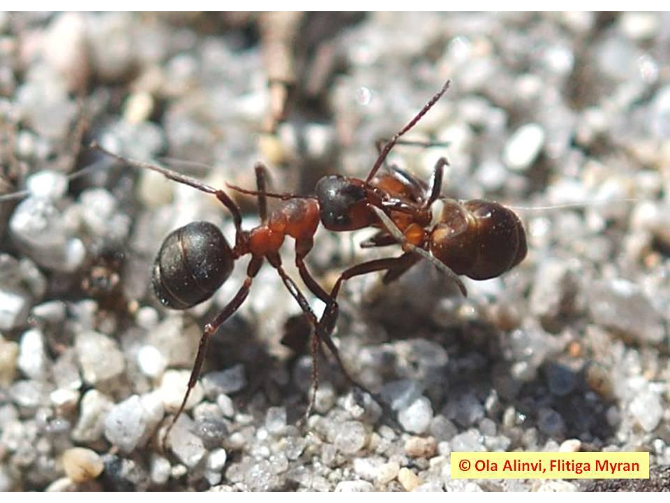 Datum 2012-01-27 Rapport Insektsdiversitet i Litteraturstudie artrikedom av jordlöpare och myror i Trafikverket EnviroPlanning AB Lilla Bommen 5 C,