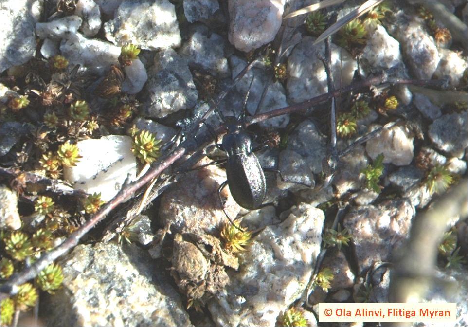 Insektsdiversitet i : Litteraturstudie Datum 2012-01-27 - artrikedom jordlöpare och myror i Ver Slutversion 3 Generell beskrivning av fokusgruppernas biologi och ekologi 3.