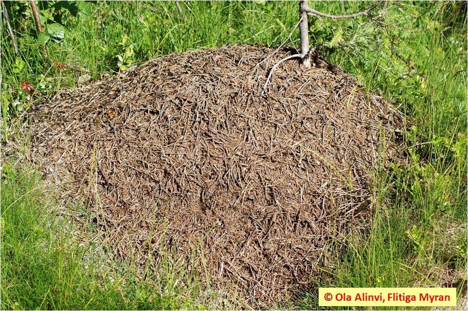 Insektsdiversitet i : Litteraturstudie Datum 2012-01-27 bygger på boet. I detta stadium av myrsamhällets utveckling produceras bara arbetare.