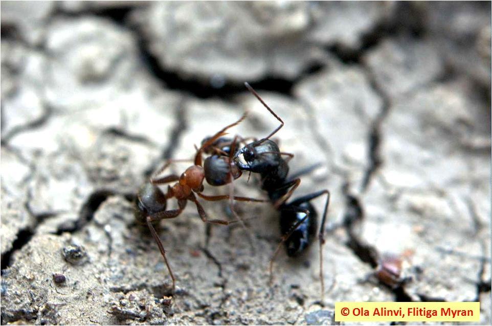 Insektsdiversitet i : Litteraturstudie Datum 2012-01-27 - artrikedom jordlöpare och myror i Ver Slutversion Myrdrottningar har god flygförmåga och kan sprida sig långa sträckor till lämpliga miljöer.