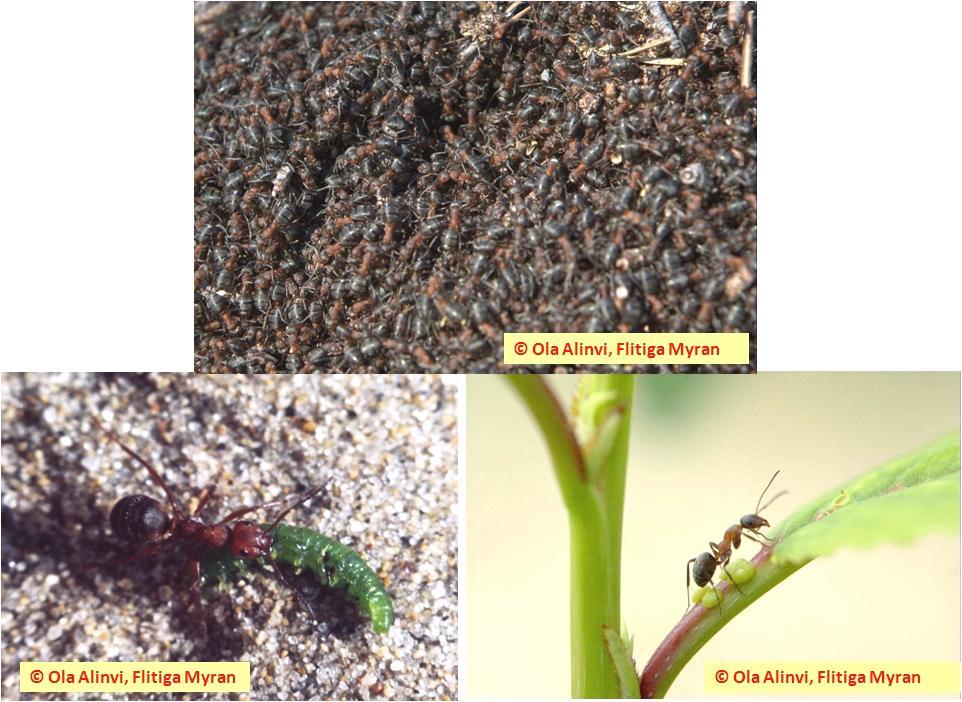Insektsdiversitet i : Litteraturstudie Datum 2012-01-27 t.ex. fröspridning och kontroll av växtätande insekter (se t.ex. Farji-Brener och Ghermandi 2000, Sipura 2002, Atlegrim 2005).