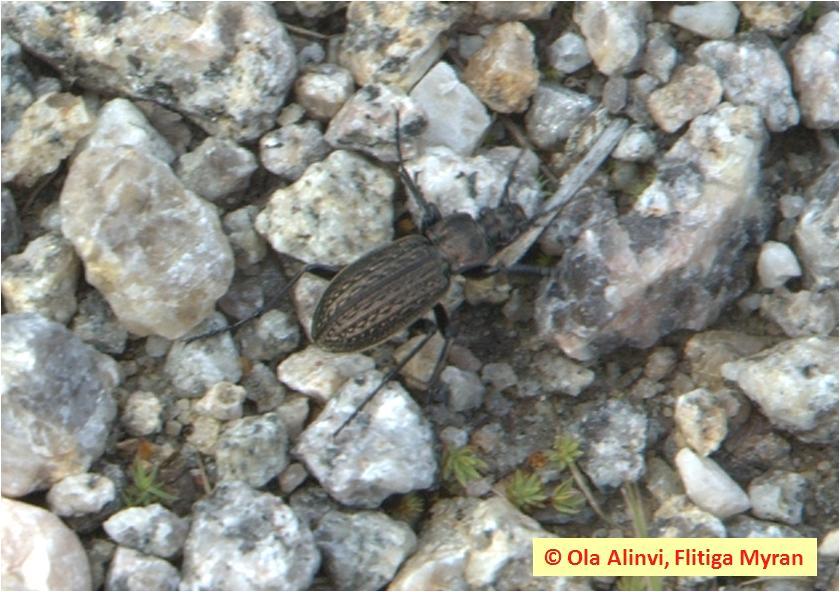 Insektsdiversitet i : Litteraturstudie Datum 2012-01-27 - artrikedom jordlöpare och myror i Ver Slutversion reservaten.