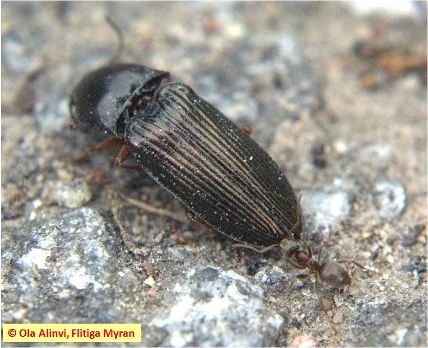 Insektsdiversitet i : Litteraturstudie Datum 2012-01-27 Figur 9. Trädgårdsmyra, Lasius niger, som dödat en skalbagge ur familjen knäppare och håller på att transportera bytet till boet.