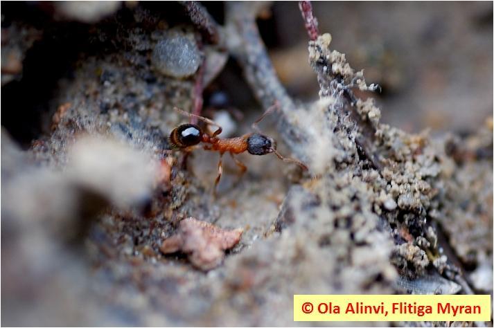 Insektsdiversitet i : Litteraturstudie Datum 2012-01-27 - artrikedom jordlöpare och myror i Ver Slutversion och ju mer ursprunglig vegetation som växter i vägkanten desto artrikare myrsamhälle