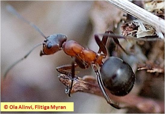 Insektsdiversitet i : Litteraturstudie Datum 2012-01-27 för arterna.