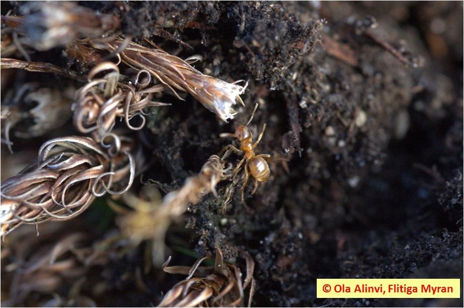 Insektsdiversitet i : Litteraturstudie Datum 2012-01-27 - artrikedom jordlöpare och myror i Ver Slutversion omfattande kunskap om arternas val av mikrohabitat och stor skicklighet att identifiera