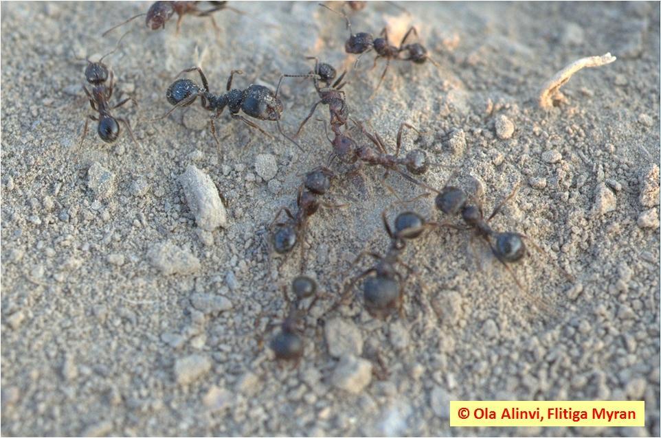 Insektsdiversitet i : Litteraturstudie Datum 2012-01-27 de kan också underlätta spridning av den rödlistade och sällsynta öppenmarksfaunan som tryckts tillbaka kraftigt på grund av ändrad