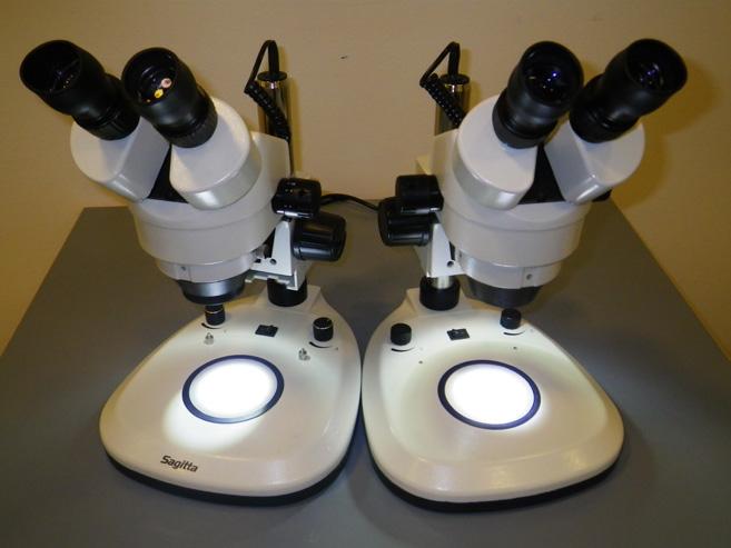 Undersökning av påväxten på skivorna Stereoluppar med 20 40 gångers förstoring med god belysning är den optimala utrustningen, kompletterat med enkla handluppar.
