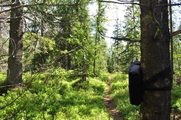 främst är kopplad till fladdermössens jaktbeteende (Rydell m.