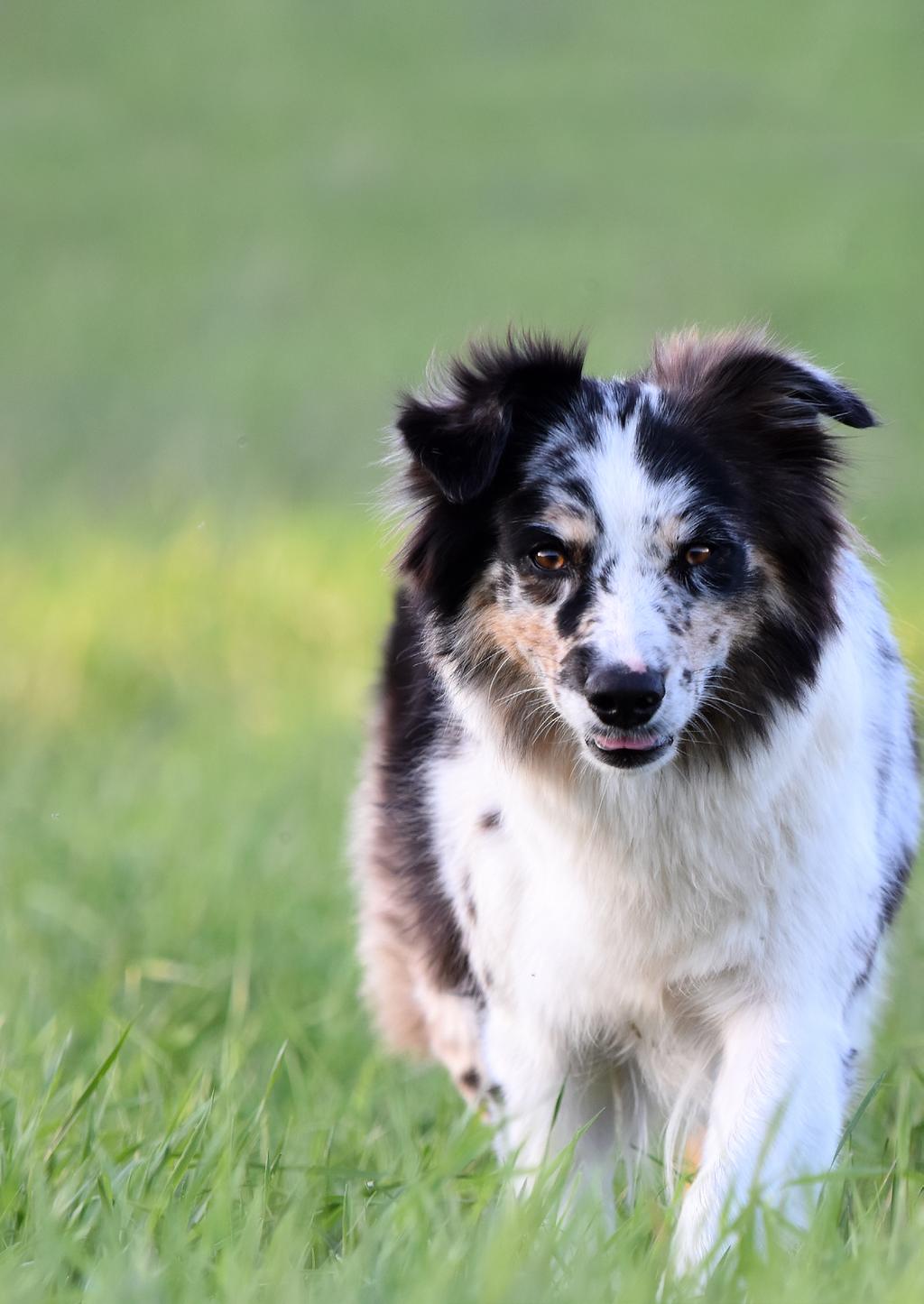 Australian shepherd en vallhund First and foremost,