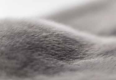 SAGA FURS