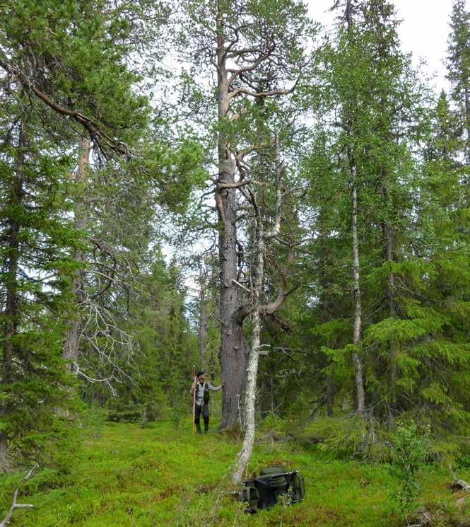 Skogsdata 2019 Aktuella uppgifter om de svenska skogarna från SLU
