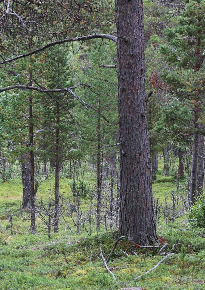 Tema: Skogens struktur Vad är Riksskogstaxeringen?