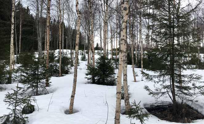 Figur 3. Tvåskiktad skog; Huvudskikt med björk och ett klart avgränsat undre skikt med gran. Foto: Jonas Fridman, SLU. för arealer inom respektive utanför reservat.