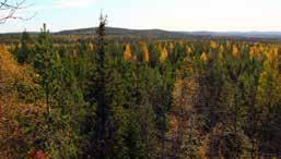 Skogsmark Foto: SLU Produktiv skogsmark Produktiv skogsmark är mark som är lämplig för skogsproduktion.