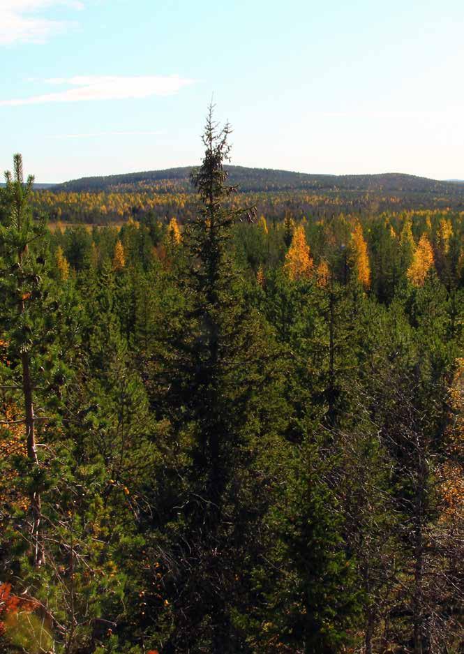 Skogsmark