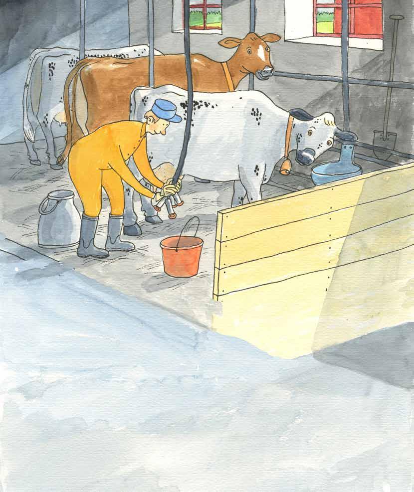 Mjölk som du sen kan köpa i affären. Eller som blir ost och smör. När husse skulle mjölka mig första gången kittlades det. Är du kittlig?