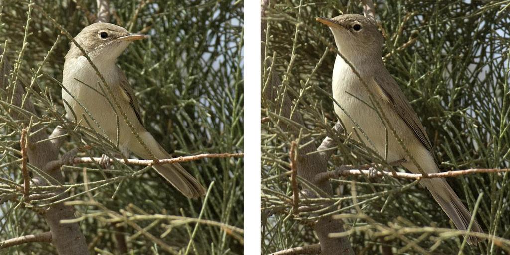 Iberisk gransångare Iberian Chiffchaff Phylloscopus ibericus 4 Asiff Izerki 3/3, vanlig runt M Hamid 5/3 och 6/3, 1 Taliouine 7/3, 30 Oued Massa 9/3, 1 N Douar Sidi Ali/Oued Massa 9/3, 20 Oued Sous