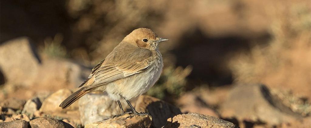 Svart stenskvätta Black Wheatear Oenanthe leucura oftast i par: 3 4 par Oukaïmeden 1/3, 6 8 (inklusive en grupp på 4 varav 2 ungfåglar, troligen förra årets kull) Oukaïmeden 2/3, 1 S Amerzgane 3/3, 1