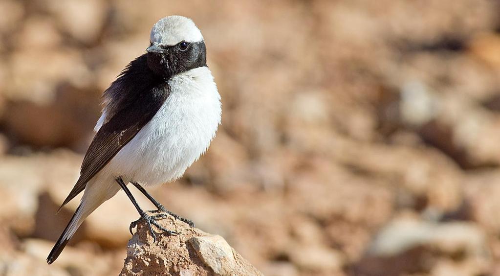 130. Maghrebstenskvätta Western Mourning Wheatear Oenanthe lugens halophila 2 par S Amerzgane 3/3 Maghrebstenskvätta, S Amerzgane 3 mars.
